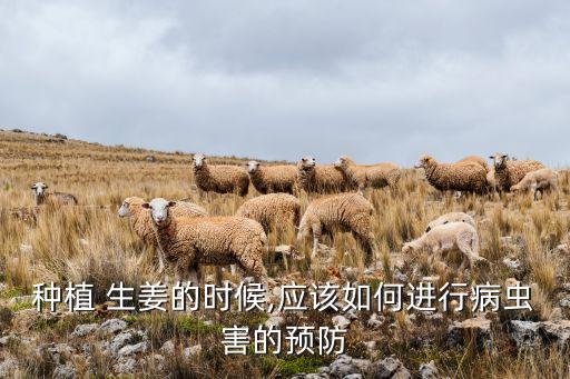栽生姜用什么農藥消毒好,生姜需要打什么農藥