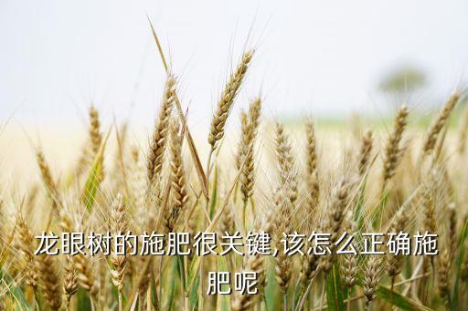  龍眼樹的施肥很關鍵,該怎么正確施肥呢