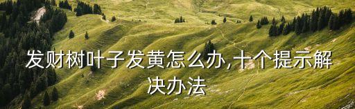 發(fā)財(cái)樹(shù)爛根用什么農(nóng)藥