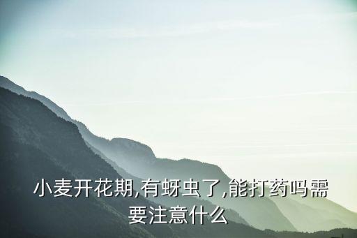  小麥開花期,有蚜蟲了,能打藥嗎需要注意什么