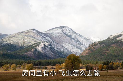 房間里有小 飛蟲怎么去除