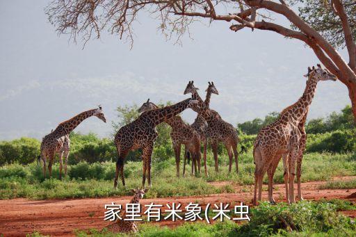 家里有米象(米蟲