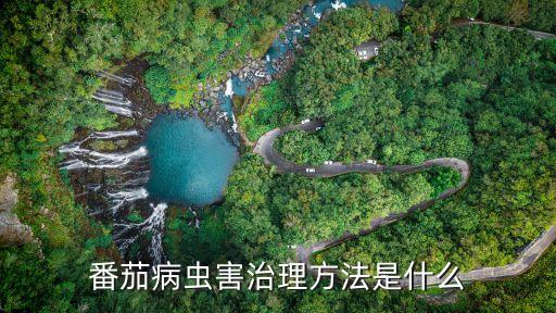 ,西紅柿龍頭病用什么農藥