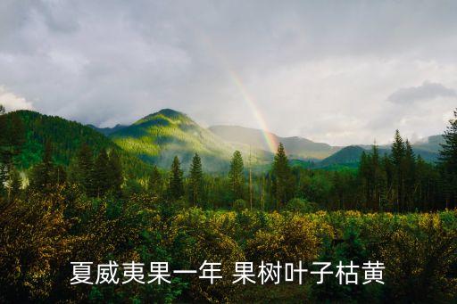 夏威夷果一年 果樹葉子枯黃
