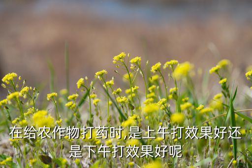 在給農(nóng)作物打藥時(shí),是上午打效果好還是下午打效果好呢
