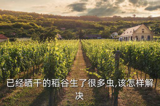 已經(jīng)曬干的稻谷生了很多蟲(chóng),該怎樣解決
