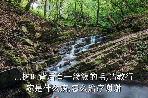 ...樹葉背后有一簇簇的毛,請教行家是什么病,怎么治療謝謝