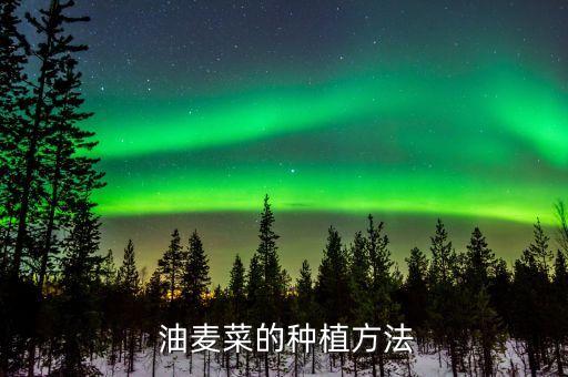  油麥菜的種植方法