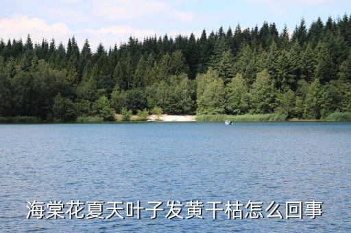 海棠花夏天葉子發黃干枯怎么回事