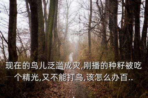 現在的鳥兒泛濫成災,剛播的種籽被吃個精光,又不能打鳥,該怎么辦百...