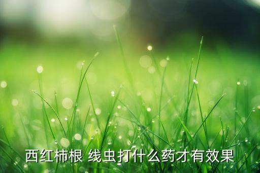 西紅柿根 線蟲打什么藥才有效果