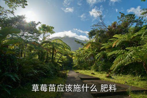 草莓放什么肥料自制農藥,種草莓施肥自制肥料
