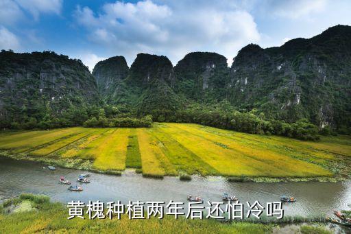 ,黃花槐噴什么農藥好用