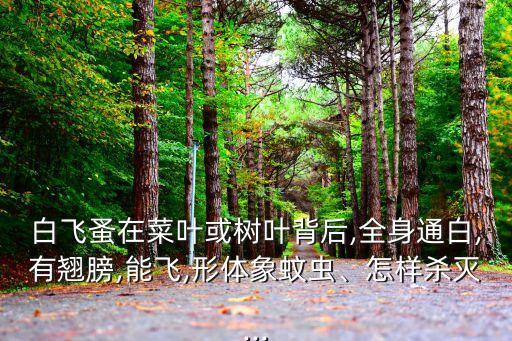 桔樹上白飛蚤用什么農藥