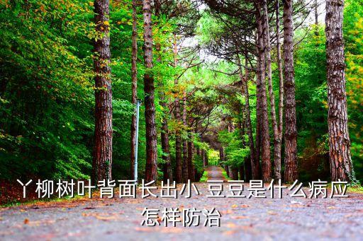 丫柳樹葉背面長出小 豆豆是什么病應怎樣防治