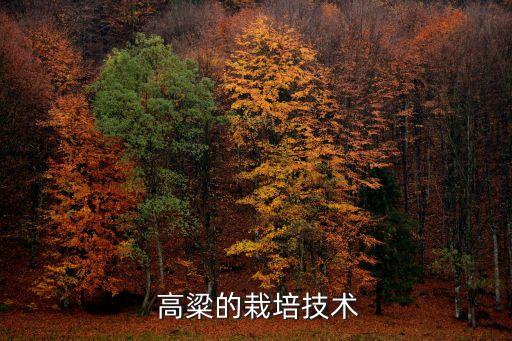  高粱的栽培技術(shù)