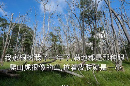 爬山虎有病打什么農(nóng)藥