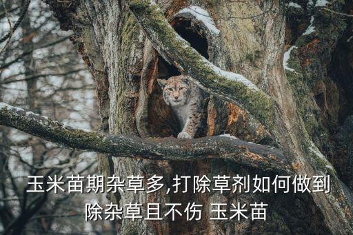  玉米苗期雜草多,打除草劑如何做到除雜草且不傷 玉米苗
