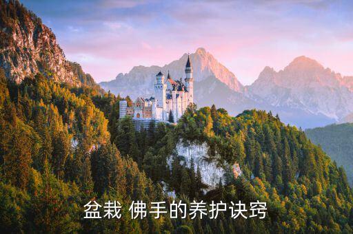 盆栽 佛手的養護訣竅