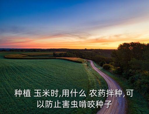 種植 玉米時,用什么 農藥拌種,可以防止害蟲啃咬種子