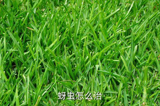 蚜蟲怎么治