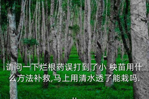 請問一下爛根藥誤打到了小 秧苗用什么方法補救,馬上用清水透了能栽嗎...