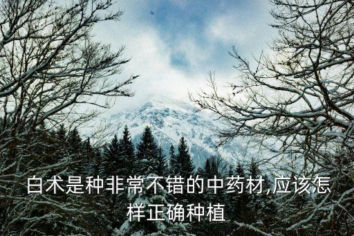  白術(shù)是種非常不錯的中藥材,應(yīng)該怎樣正確種植