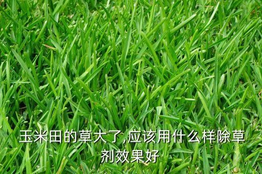  玉米田的草大了,應(yīng)該用什么樣除草劑效果好