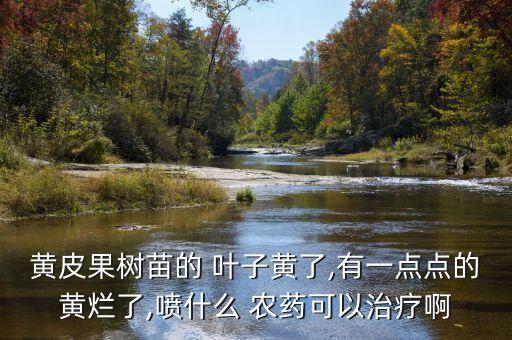 黃皮果樹苗的 葉子黃了,有一點點的黃爛了,噴什么 農藥可以治療啊