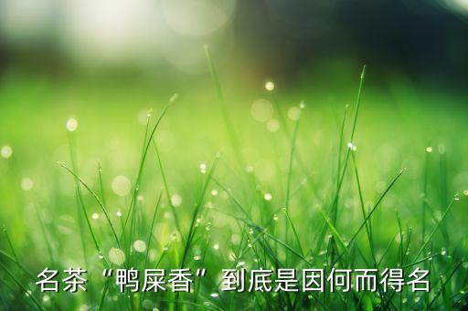 名茶“鴨屎香”到底是因何而得名