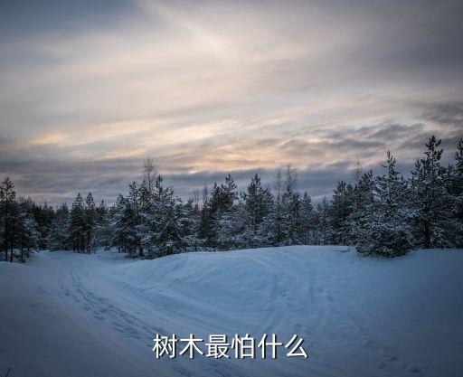 樹木最怕什么