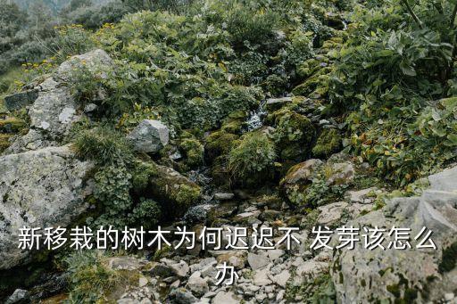 元寶楓發芽打什么農藥