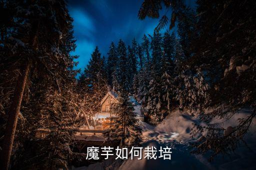  魔芋如何栽培