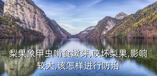 梨果象甲蟲啃食嫩芽,咬壞梨果,影響較大,該怎樣進行防治