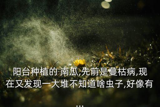 金香南瓜打什么農藥防蟲