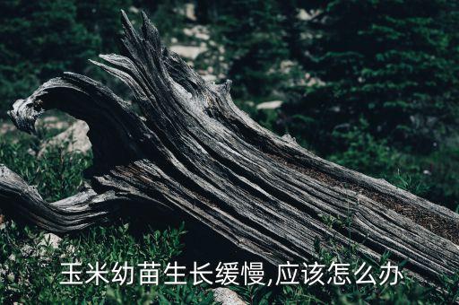  玉米幼苗生長緩慢,應該怎么辦