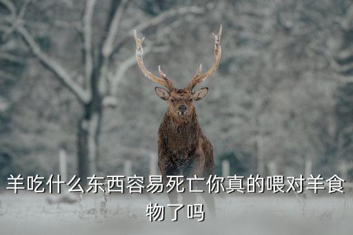 羊吃什么東西容易死亡你真的喂對(duì)羊食物了嗎