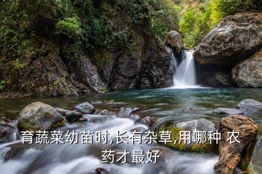 用什么代替農藥噴菜苗上