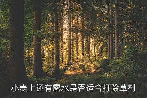 小麥上還有露水是否適合打除草劑