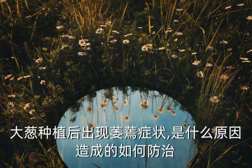 大蔥種植后出現(xiàn)萎蔫癥狀,是什么原因造成的如何防治