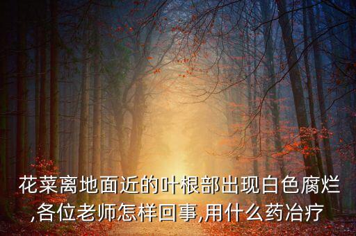  花菜離地面近的葉根部出現白色腐爛,各位老師怎樣回事,用什么藥冶療
