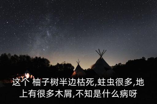 這個 柚子樹半邊枯死,蛀蟲很多,地上有很多木屑,不知是什么病呀