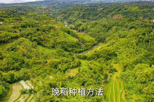  晚稻種植方法