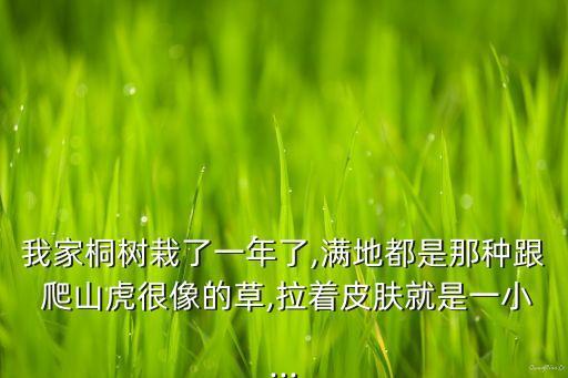 爬山虎用什么農藥最好,什么季節種爬山虎最好