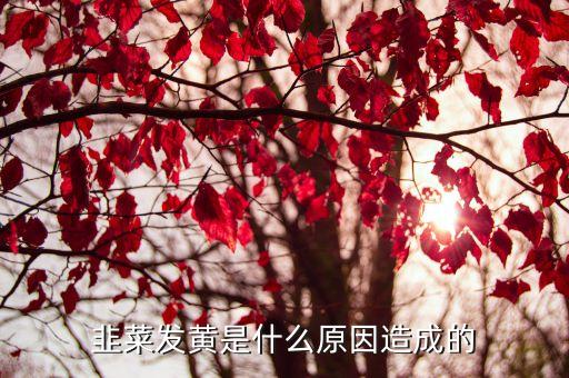 韭黃打什么農藥變黃,韭黃要打什么農藥么
