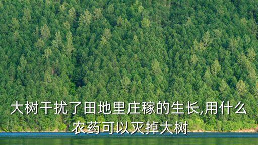 大樹干擾了田地里莊稼的生長,用什么 農(nóng)藥可以滅掉大樹
