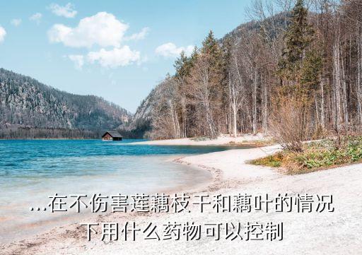 打荷葉用什么農藥,什么農藥能讓荷葉枯死