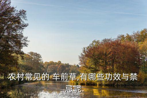 農村常見的 車前草,有哪些功效與禁忌呢