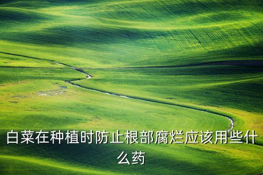 白菜在種植時防止根部腐爛應(yīng)該用些什么藥