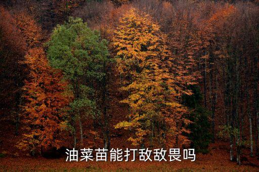 油菜花期用什么農藥,油菜夏季打什么農藥
